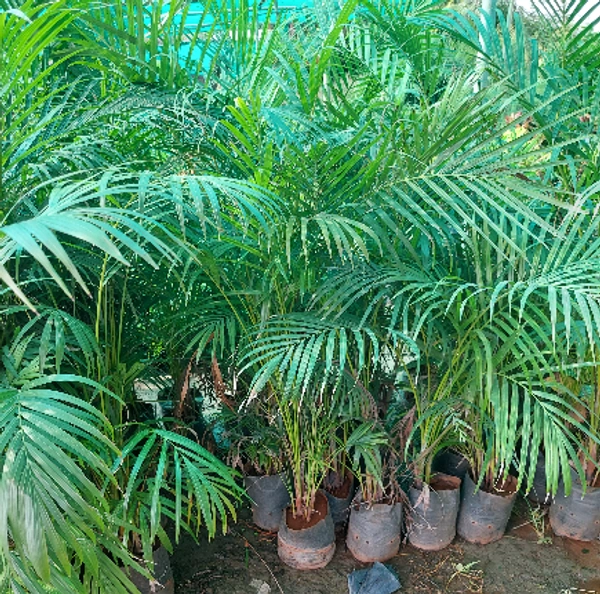 Large Areca Palm